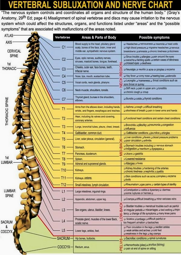 Spinal nerve chart mapping vertebrae to body organs and systems