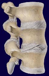 Anatomical diagram of vertebrae
